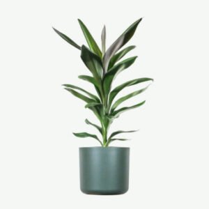 Home plants ecommerce product featured img 20